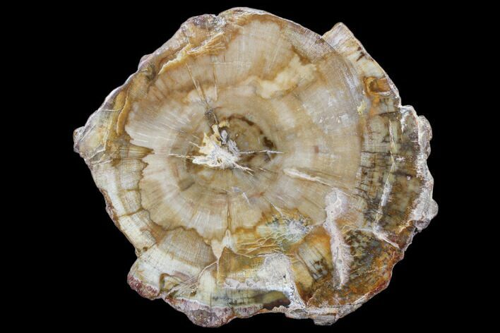 Petrified Wood (Araucaria) Slice - Madagascar #83233